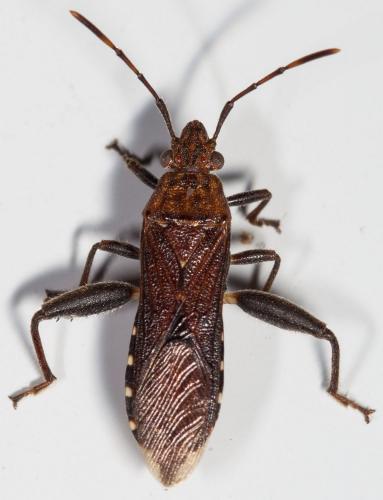 Daclera levana